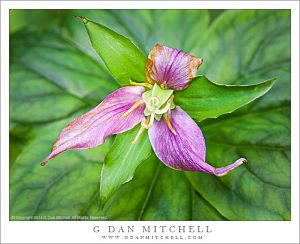 TrilliumPurpleMuirWoodsCloseUp20140314