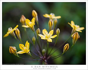 Triteleia Flowers And Buds