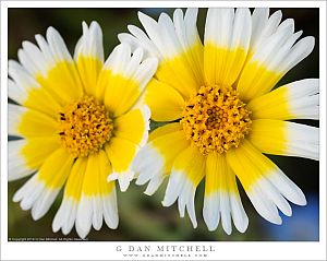 Two Tidy Tips Flowers