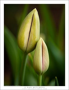 Tulip Buds