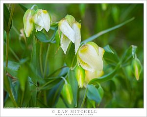 White Globe Lily Flowers