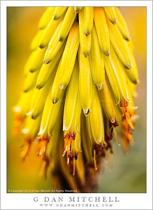 Aloe Flowers