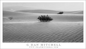 Creosote Plants, Morning Dunes