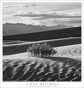 Creosote Bush, Dunes, Morning