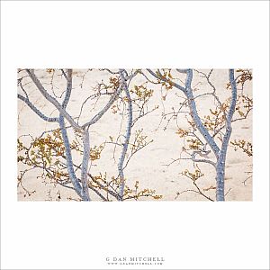 Desert Branches