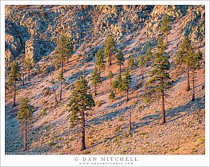 Trees, Volcanic Slopes