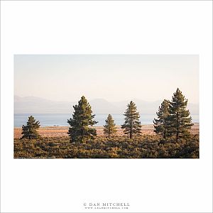 Ponderosa Pines, Mono Lake