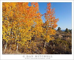 AspenGroveFallGlassMountain20131013