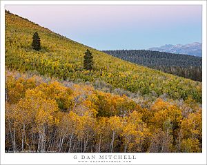 Aspens, Earth Shadow, Morning