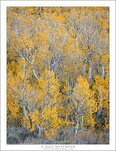 Aspens, Living and Dead