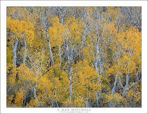 Dense Autumn Aspens