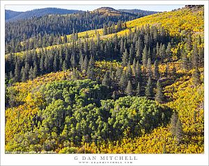 First Autumn Color