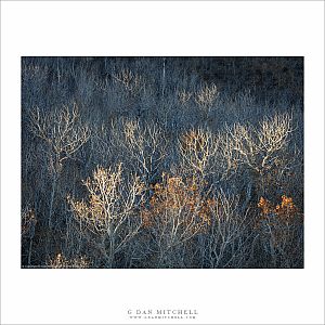 First Light on Bare Aspens