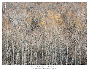 Nearly Bare Aspen Grove