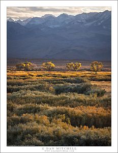 Owens Valley Trees, Sierra Nevada, Evening