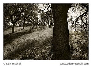 CaleroOakGroveBW2007 11 17