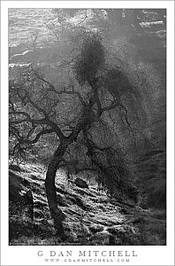 CaleroSilhouetteTreeBE20090118