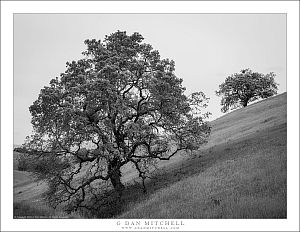 Two Trees, Grassland