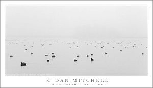 Ducks, Pond, Fog