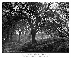 FogTreesBW20070107
