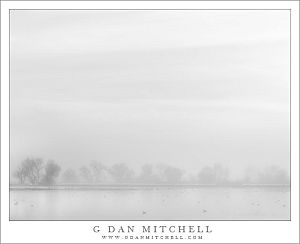 FogTreesPondBW MNWR20140214