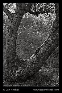 ForkedOakBW2007 09 02