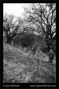 HillsideOakGroveBW20071227