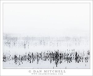 MarshAndFog20121125