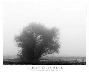 MarshTreeFogBW20121125
