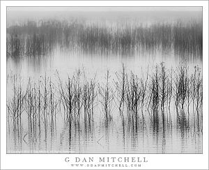 Marsh, Tule Fog