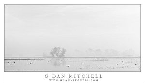 MarshlandFogBW MNWR20140214