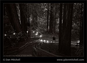 MuirWoodsCandlesBW20071221