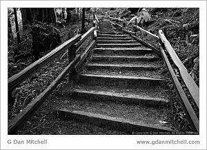 MuirWoodsStepsBW20071221
