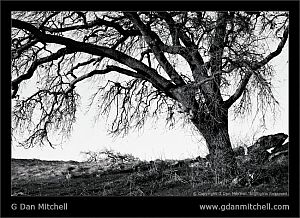 OakBranchesAndRock20070107