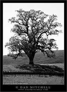 OakGrantRanchBW20080420