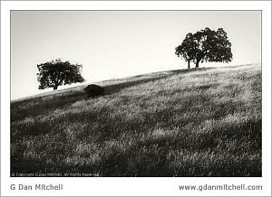 OaksMorningBW2007 09 02