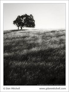 OaksMorningBWVert2007 09 02
