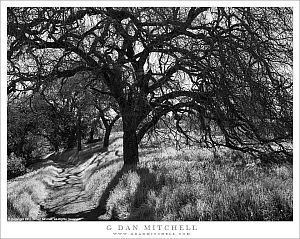 Oaks, Trail, Spring