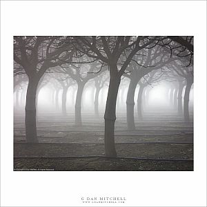 Orchard, Fog