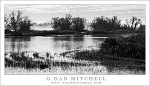 Wetlands, Morning Fog