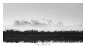 Wetlands, Winter Fog