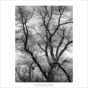 Winter Trees