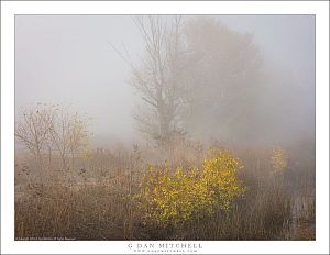 Autumn Fog