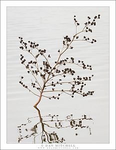 Autumn Plant, Reflections