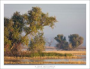Autumn Trees and Morning Fog