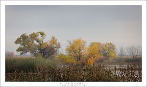 Autumn Wetland Color