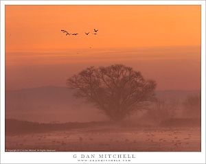 Birds, Fog, Dawn