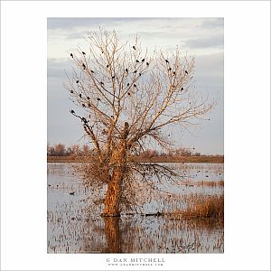 The Blackbird Tree