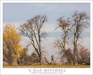 Central Valley Trees and Fog