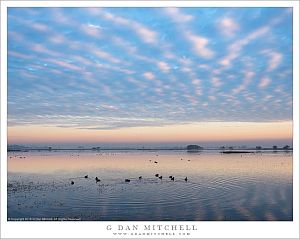 Coots, Pond, Autumn Sky